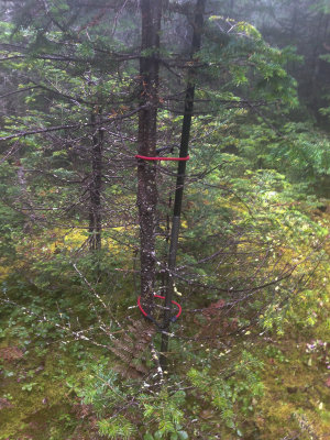 My SOTA antenna
