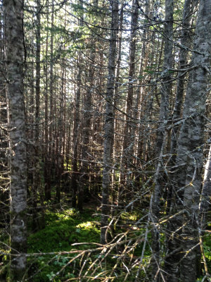Bushwhacking as usual :-)