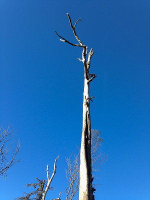 A survivor