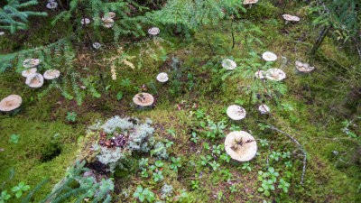 Mushrooms anyone?