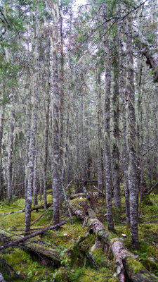 Hairy trees :-o