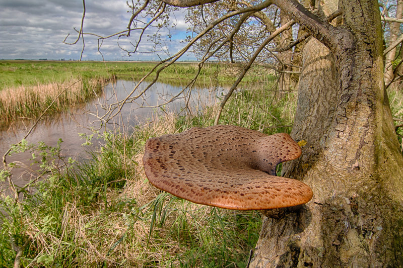 Polyporus squamosus - Zadelzwam - Dryads Saddle