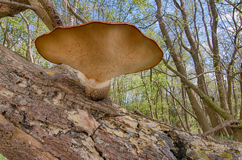 Polyporus squamosus - Zadelzwam - Dryads Saddle