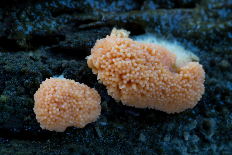 Tubulifera arachnoidea - Rossig Buiskussen - Red Raspberry Slime