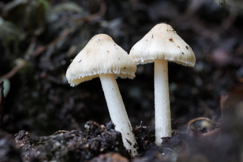 Inocybe geophylla - Witte Satijnvezelkop - White Fibrecap