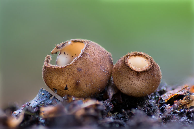 Humaria hemisphaerica - Kleine Bruine Bekerzwam - Hairy Fairy Cup 