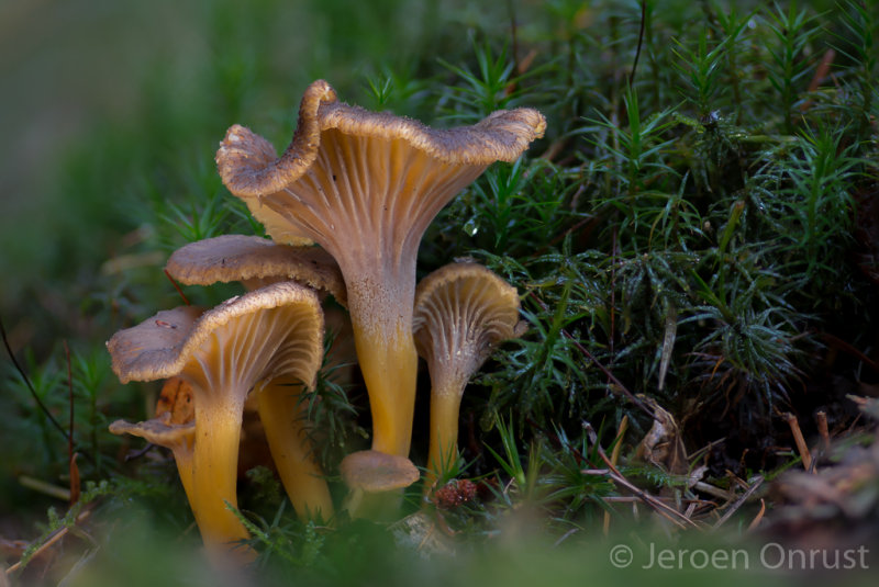 Cantharellus tubaeformis - Trechtercantharel - Yellowfoot