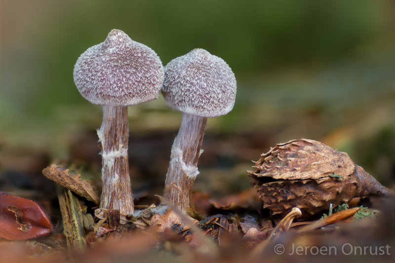 Cortinarius paleaceus - Gewone Pelargoniumgordijnzwam - Pelargonium Webcap