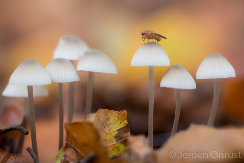 Mycena spec.