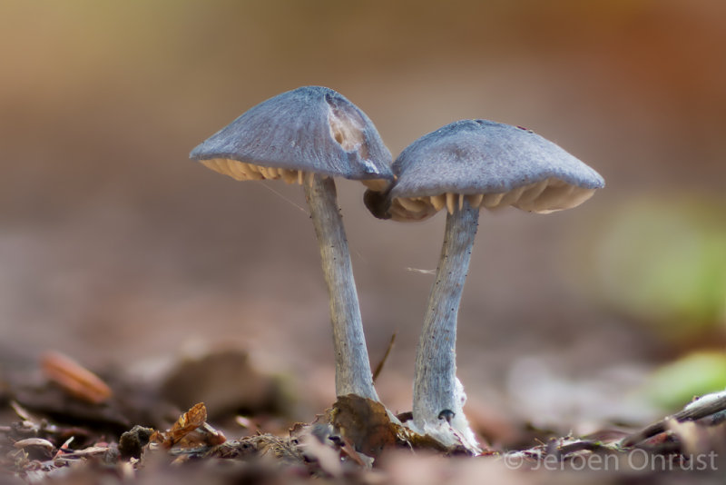 Entoloma nitidum - Blauwe Satijnzwam - Pine Pinkgill
