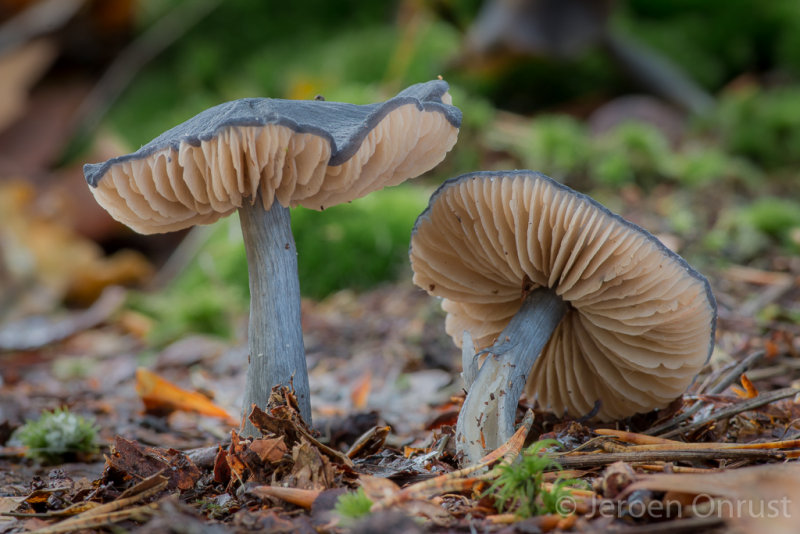Entoloma nitidum - Blauwe Satijnzwam - Pine Pinkgill