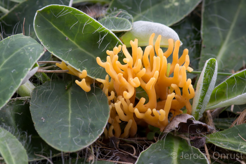 Clavulinopsis corniculata - Sikkelkoraalzwam - Meadow Coral 