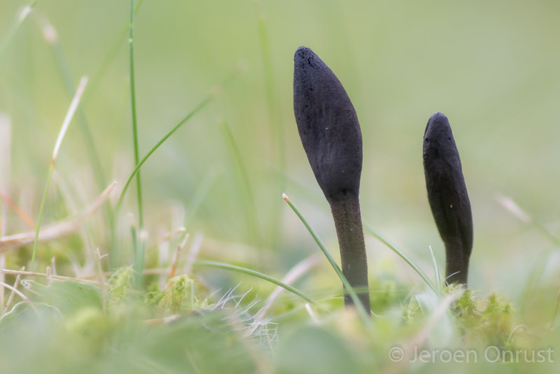 Geoglossum umbratile - Slanke Aardtong - Plain Earthtongue