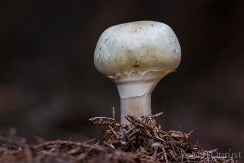 Agaricus xanthodermus - Karbolchampignon - Yellow-staining Mushroom