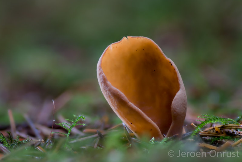 Otidea leporina - Echt Hazenoor - Yellow Rabbit Ears