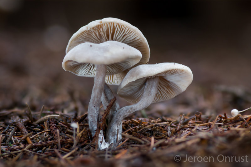 Lyophyllum inolens - Gebochelde Grauwkop