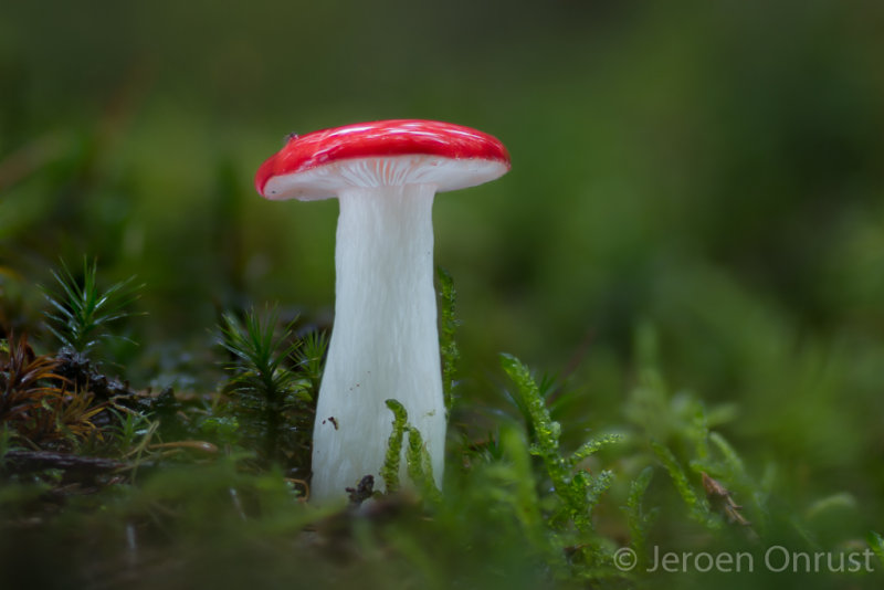 Russula emetica - Braakrussula - Sickener