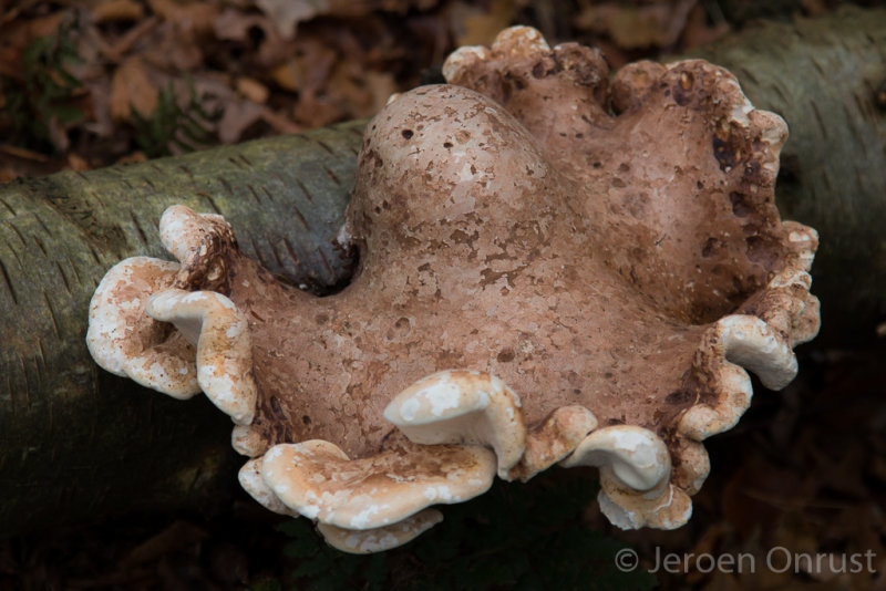 Piptoporus betulinus - Berkenzwam -  Birch Bracket