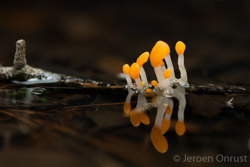 Mitrula paludosa - Beekmijtertje - Bog Beacon