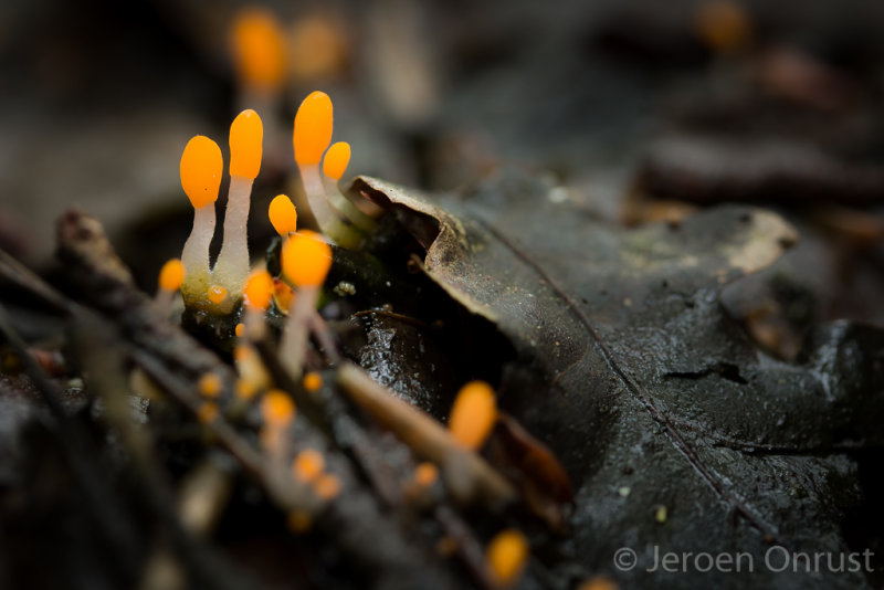 Mitrula paludosa - Beekmijtertje - Bog Beacon
