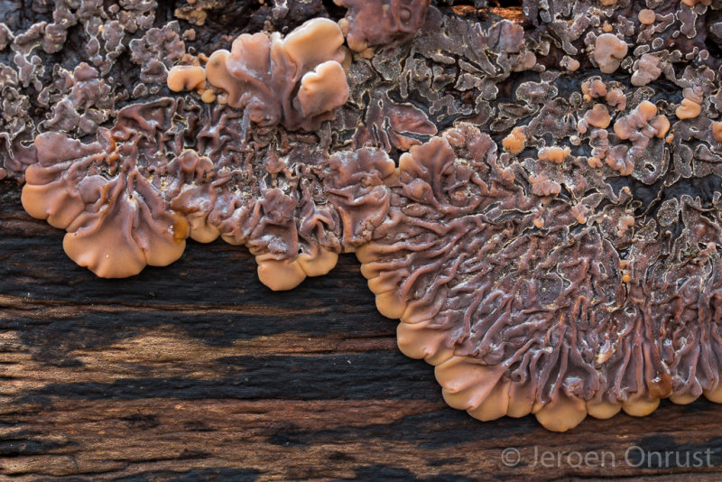 Auricularia mesenterica - Viltig Judasoor - Tripe Fungus