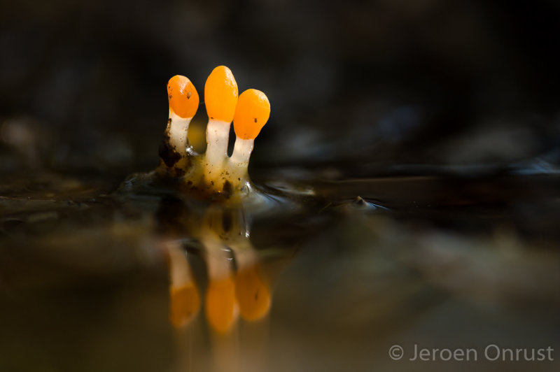 Mitrula paludosa - Beekmijtertje - Bog Beacon