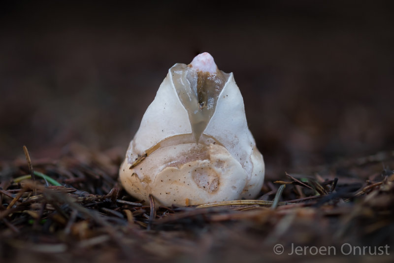 Mutinus caninus - Kleine Stinkzwam - Dog Stinkhorn