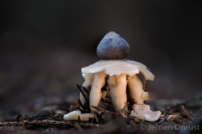 Geastrum quadrifidum - Vierslippige Aardster -  Rayed Earthstar