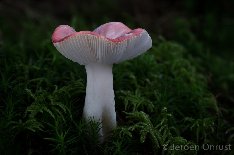 Russula emetica - Braakrussula - Sickener