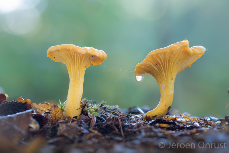 Cantharellus cibarius - Hanenkam - Golden Chanterelle