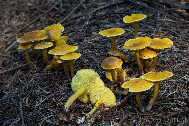 Calocybe chrysenteron - Gouden Pronkridder