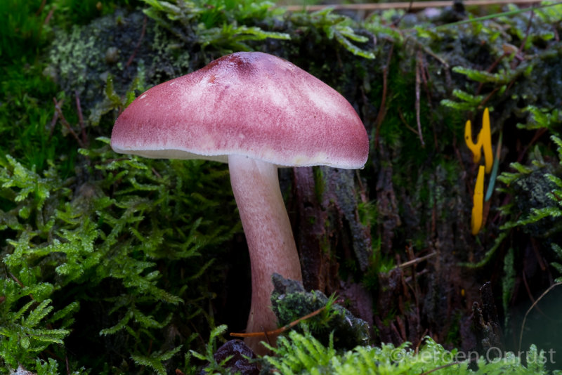 Tricholomopsis rutilans - Koningsmantel - Plums and Custard