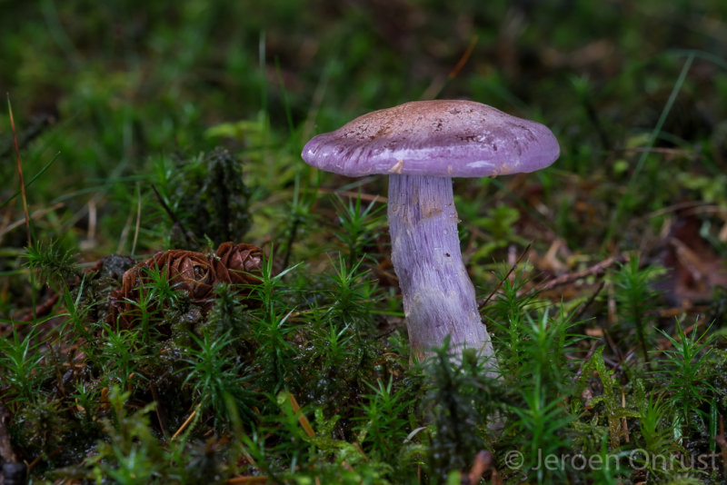Cortinarius camphoratus - Kamfergordijnzwam - Goatcheese Webcap