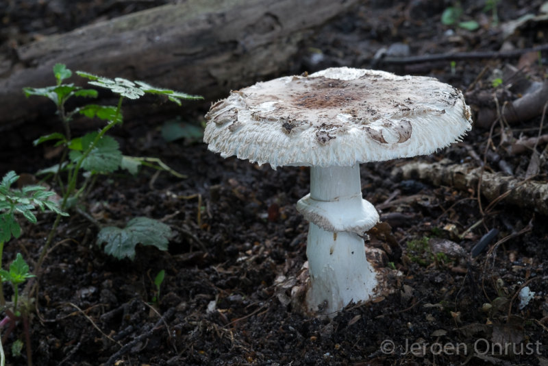 Chlorophyllum rhacodes - Knolparasolzwam - Shaggy Parasol