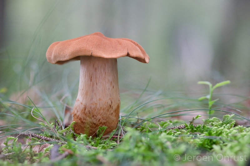 Cortinarius rubellus - Fraaie Gifgordijnzwam - Deadly Webcap