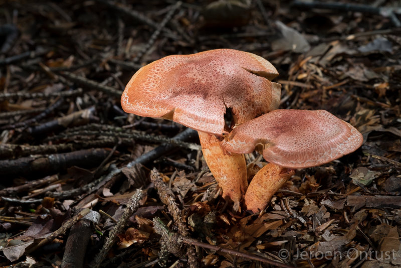 Cortinarius bolaris - Roodschubbige Gordijnzwam - Dappled Webcap