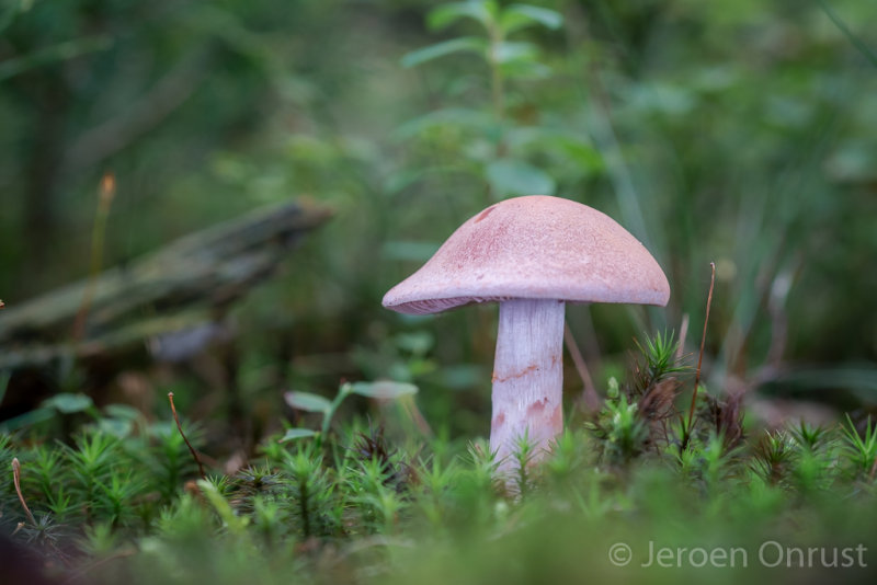 Cortinarius malachius - Donkerlila Gordijnzwam - Blue and Buff Web Cap