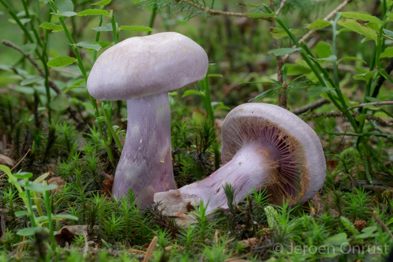 Cortinarius malachius - Donkerlila Gordijnzwam - Blue and Buff Web Cap