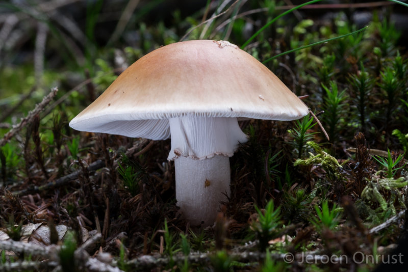 Amanita rubescens - Parelamaniet - Blusher