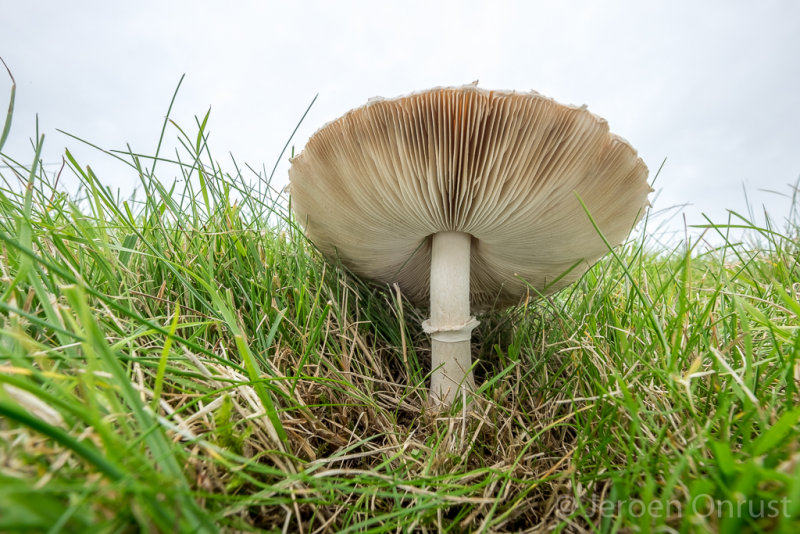 Macrolepiota excoriata - Rafelige Parasolzwam
