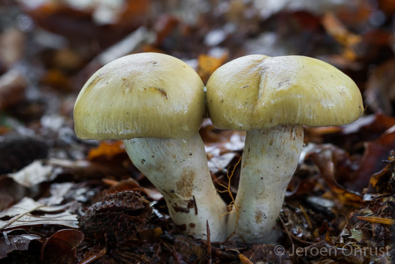 Cortinarius subtortus - Olijfkleurige Sparrengordijnzwam - Incense Webcap