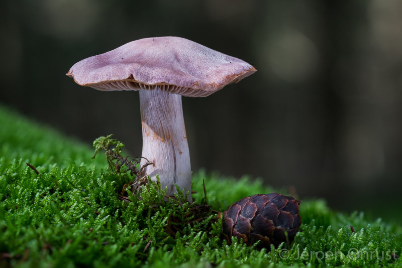 Cortinarius malachius - Donkerlila Gordijnzwam - Blue and Buff Web Cap