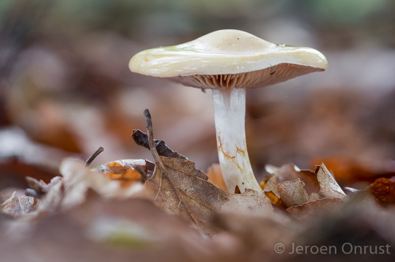 Cortinarius delibutus - Okergele Gordijnzwam - Yellow Webcap