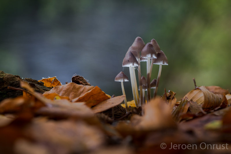 Mycena inclinata - Fraaisteelmycena - Clustered Bonnet