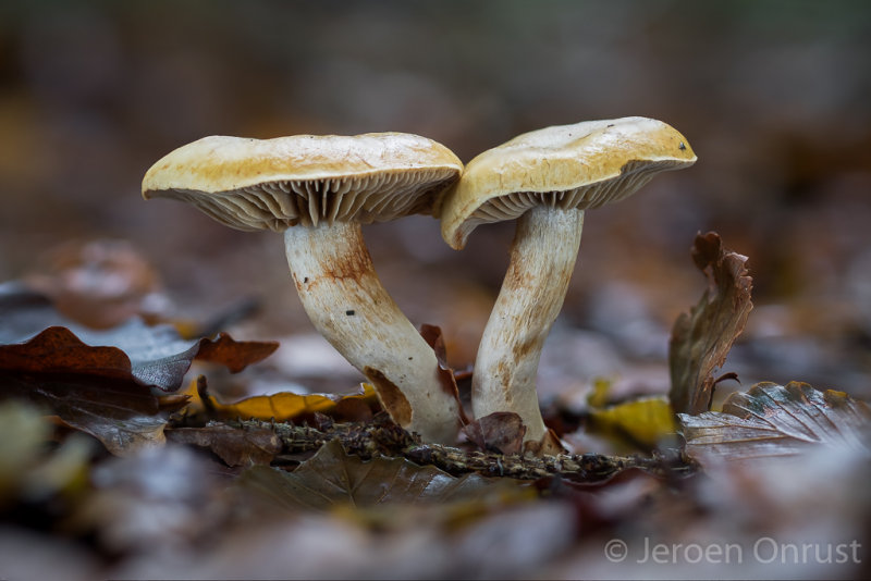 Cortinarius subtortus - Olijfkleurige Sparrengordijnzwam - Incense Webcap