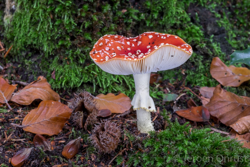 Amanita muscari - Vliegenzwam - Fly Agaric