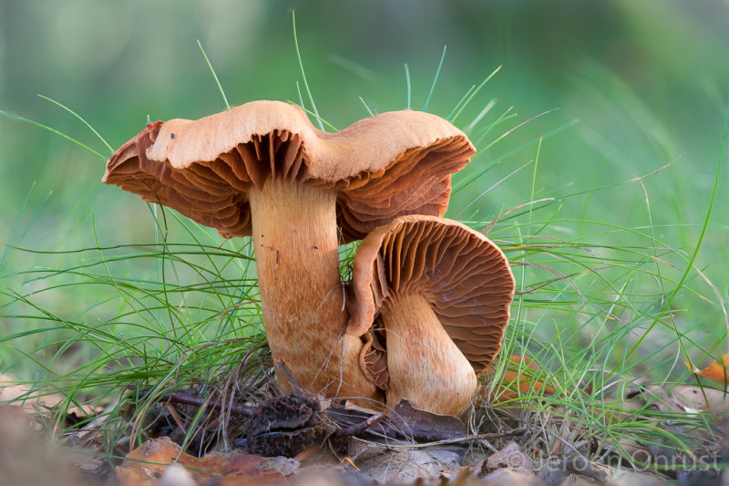 Cortinarius rubellus - Fraaie Gifgordijnzwam - Deadly Webcap