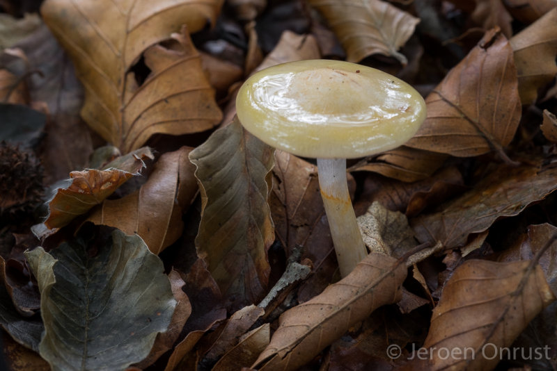 Cortinarius delibutus - Okergele Gordijnzwam - Yellow Webcap