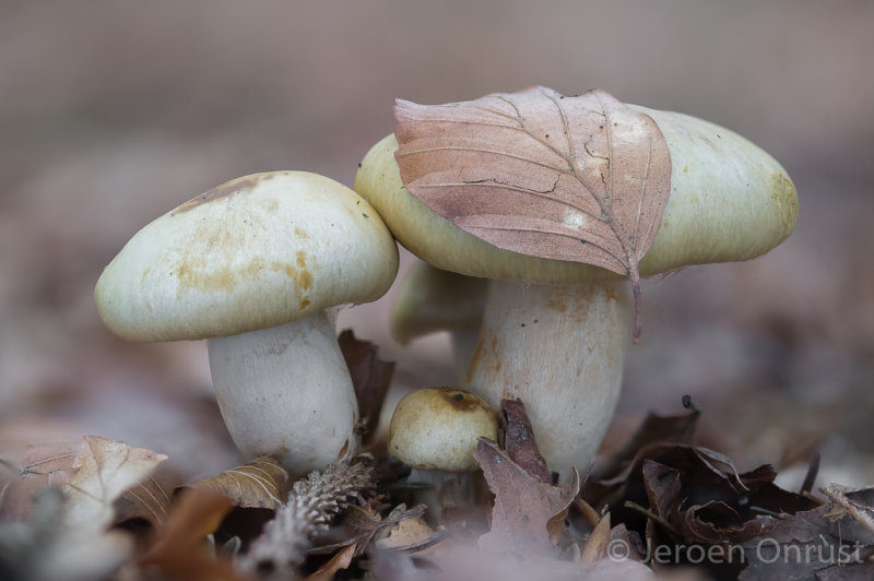 Cortinarius infractus - Olijfkleurige Gordijnzwam - Bitter Webcap