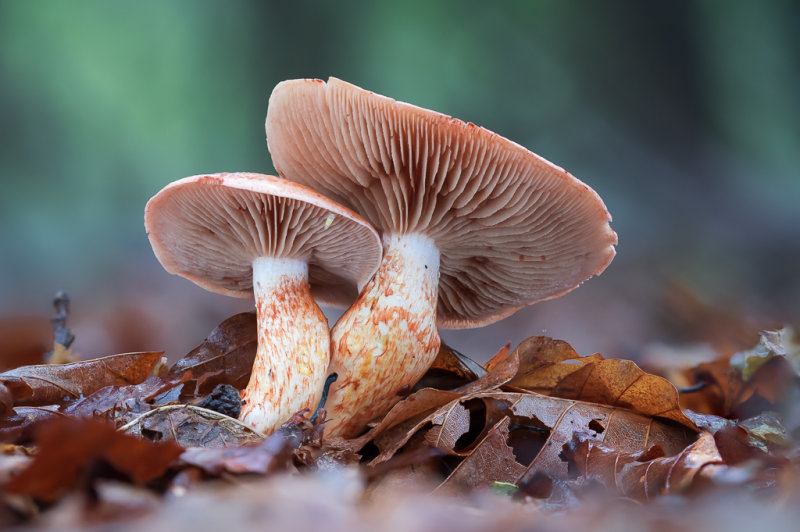 Cortinarius bolaris - Roodschubbige Gordijnzwam - Dappled Webcap